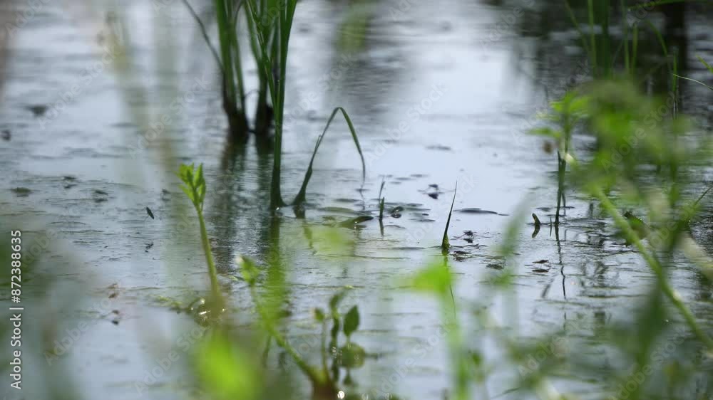 Swarms of water striders move quickly over the water of a paddy field. Swarms of water striders move quickly over the water of a paddy field.