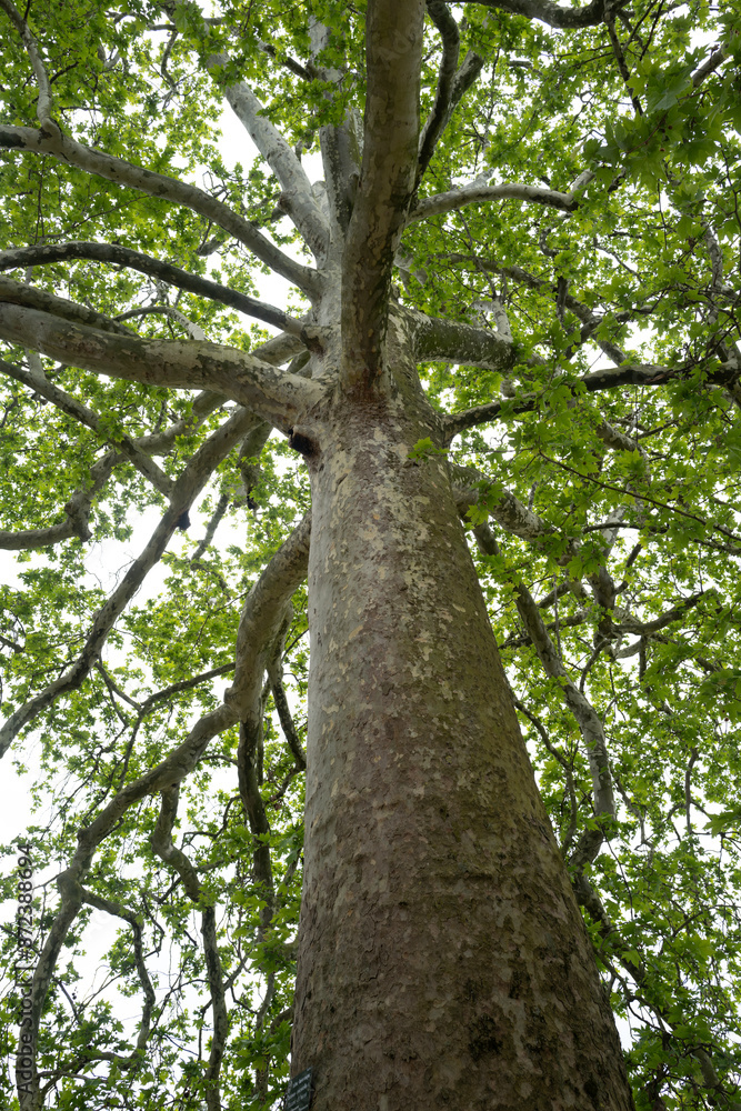 un arbre centenaire du jardin des plantes dans le centre de Paris en France un arbre centenaire du jardin des plantes dans le centre de Paris en France