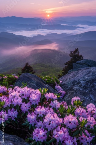 Linville Gorge Wilderness Area's Hawksbill Mountain has come alive with Rhododendron spring blooms. photo