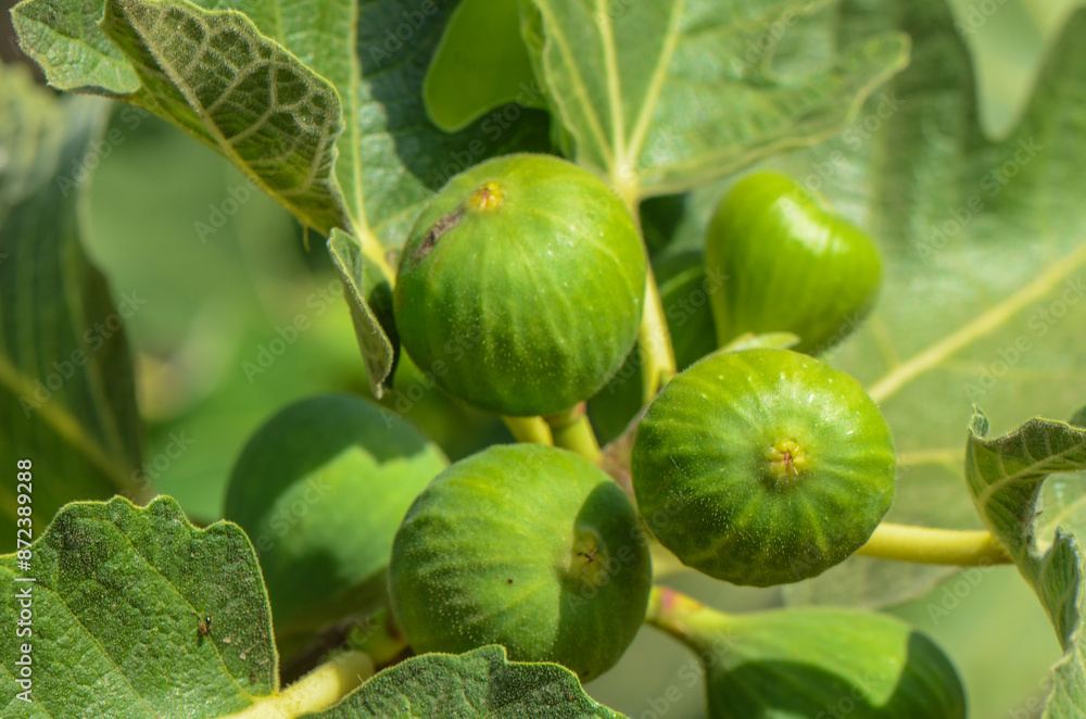 Obraz premium unripe green fig fruit on branch stock photo