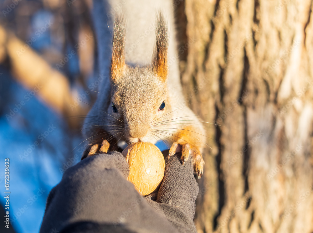Fototapeta premium Squirrel eats nuts from a man's hand. Caring for animals in winter or autumn.