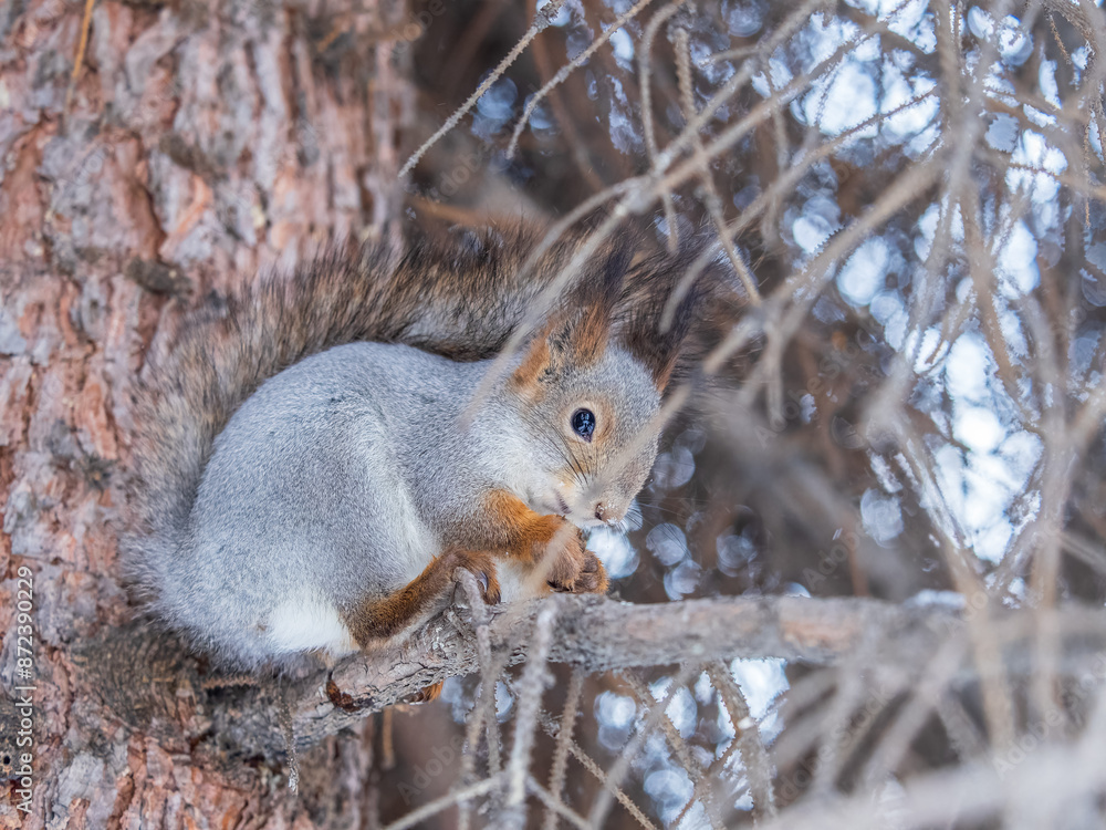 Fototapeta premium The squirrel with nut sits on tree in the winter or late autumn