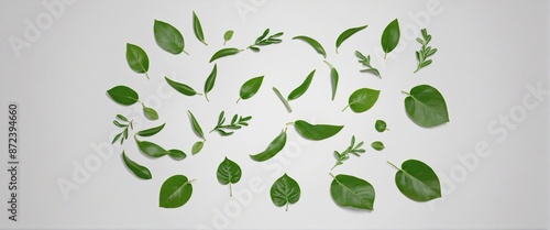 different leaves illustration graphic