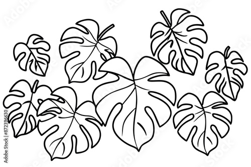 Monstera leaf delicate line art vintage nature illustration