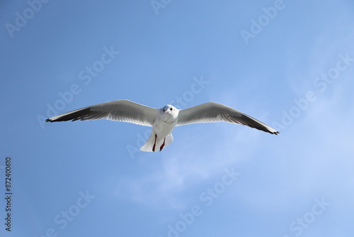 A white seagull glides effortlessly across the vast blue sky, symbolizing freedom and the beauty of nature.