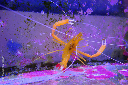 Golden boxer shrimp - (Stenopus spinosus) photo