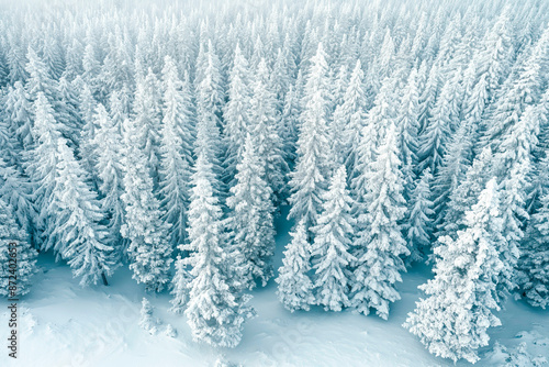 Drone photo of snow covered evergreen trees after a winter blizzard