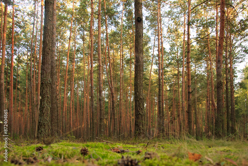 malowniczy leśny krajobraz © Ciupek