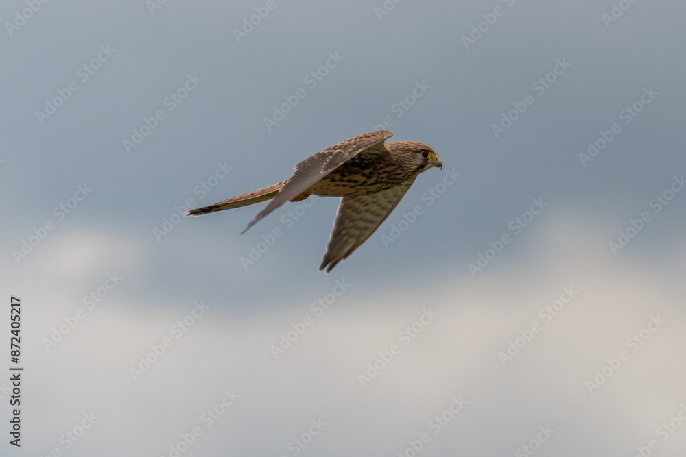 Obraz premium Turmfalke