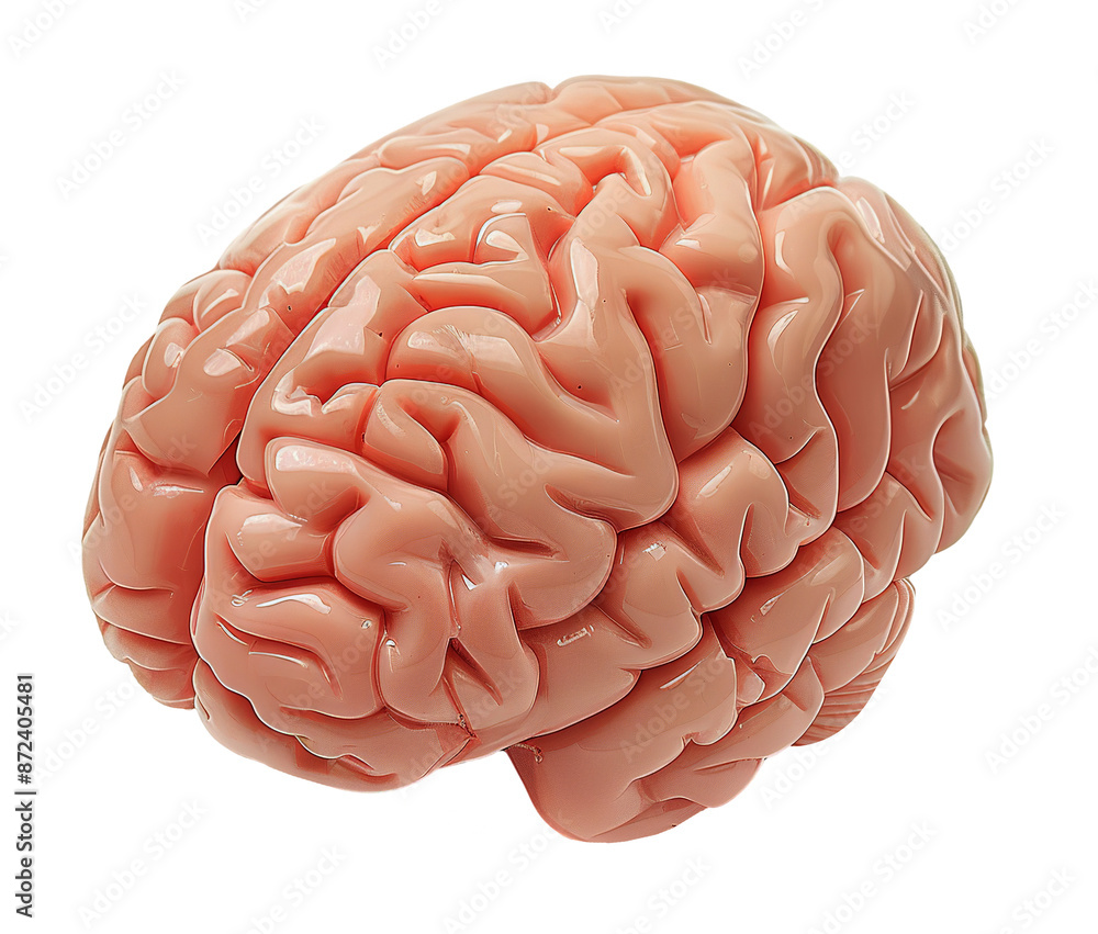 Brain isolated on transparent background Brain isolated on transparent background