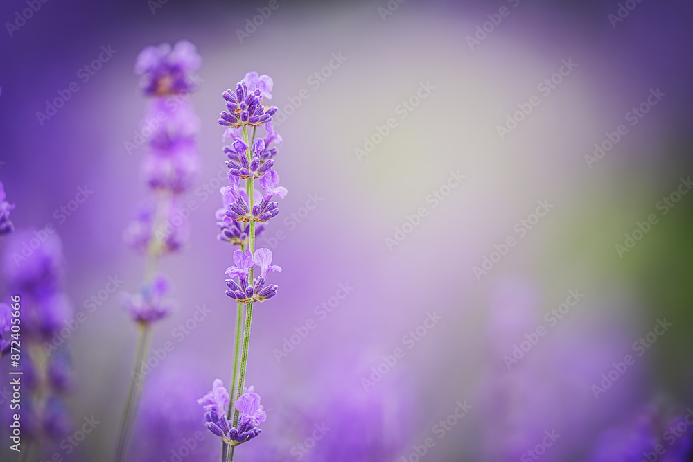 Lavender flowers closeup. Composition of nature.