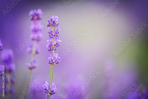 Obraz na płótnie Lavender flowers closeup. Composition of nature. w salonie