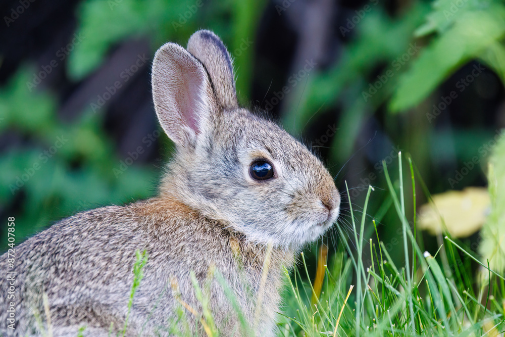 Fototapeta premium Close up of a mountain cottontail rabbit (Sylvilagus nuttallii) during spring in Montana