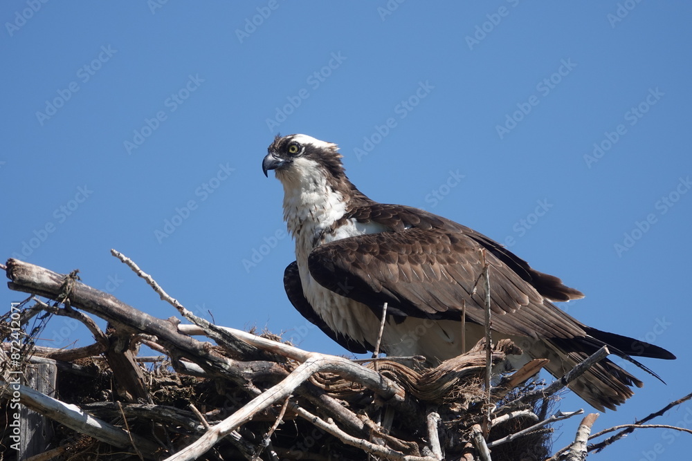 Fototapeta premium Nesting osprey