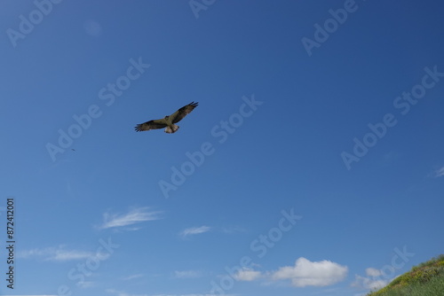 Soaring osprey