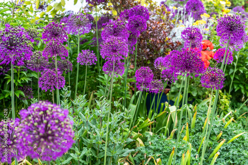 Group of tall, purple, huge flowering Allium Purple Sensation
