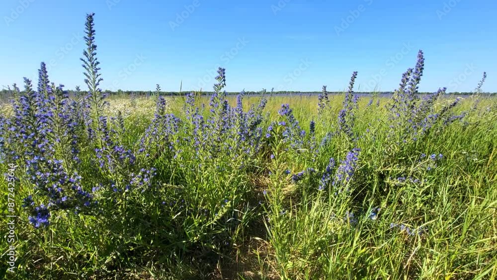 lavender field in region lavender field in region