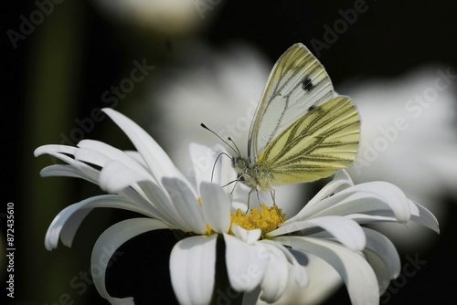 A green-veined white (Pieris napi) on a daisy flower, Hesse, Germany, Europe photo