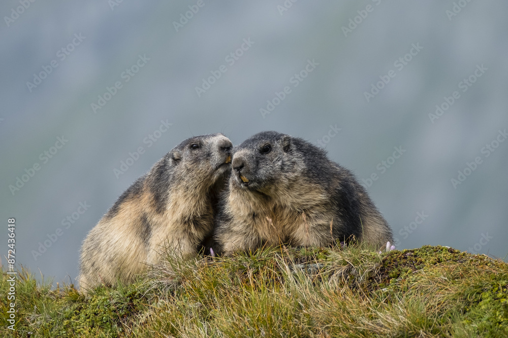 Alpine Marmots (Marmota marmota), greet each other, Großglockner, Hohe Tauern National Park, Carinthia, Austria, Europe Alpine Marmots (Marmota marmota), greet each other, Großglockner, Hohe Tauern National Park, Carinthia, Austria, Europe