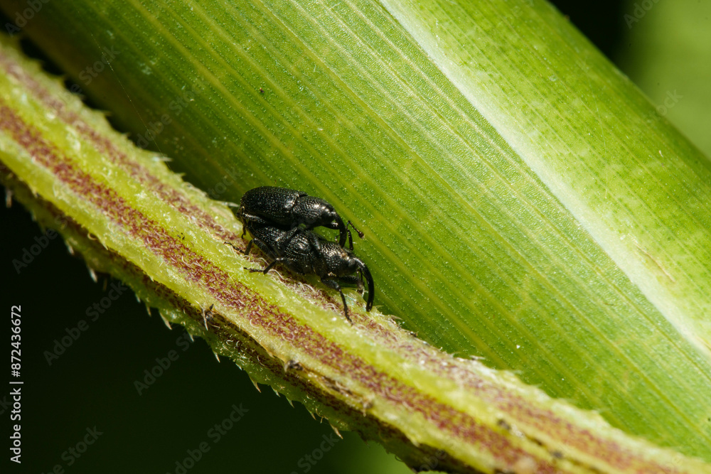 Fototapeta premium 葉の上で後尾をするゾウムシ