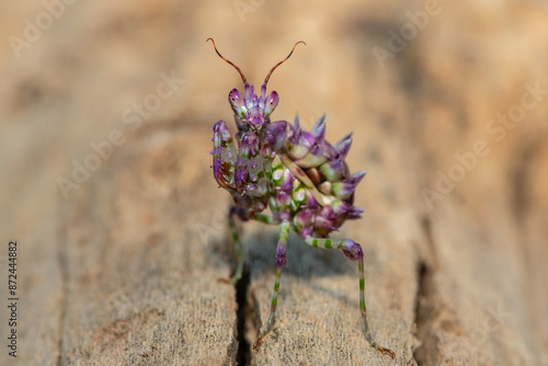 A beautiful juvenile spiny flower mantis (Pseudocreobotra ocellata) displaying its beautiful colours photo