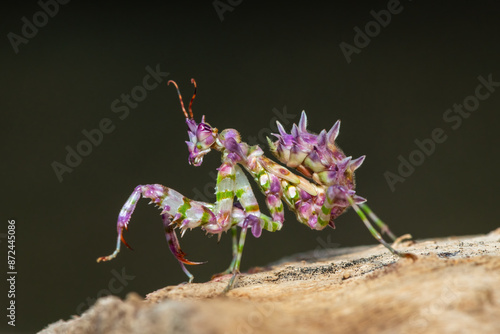 A beautiful juvenile spiny flower mantis (Pseudocreobotra ocellata) displaying its beautiful colours photo