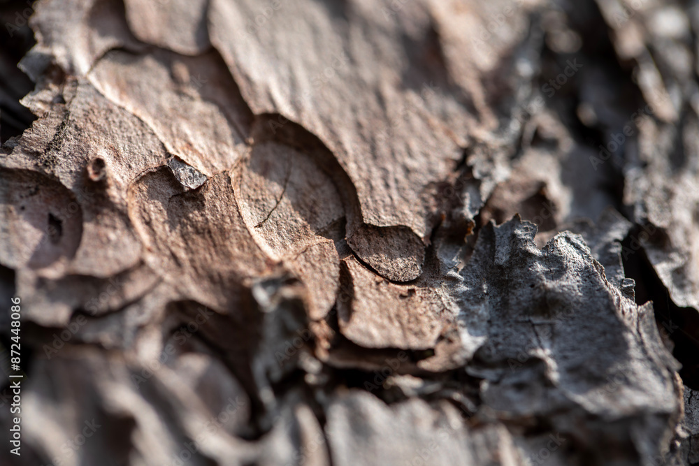 The beautifully textured red-hued bark of a red cedar tree from Ontario, Canada. The beautifully textured red-hued bark of a red cedar tree from Ontario, Canada.