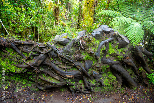 Uprooted Tree in Pouakai Tarns Track - New Zealand photo