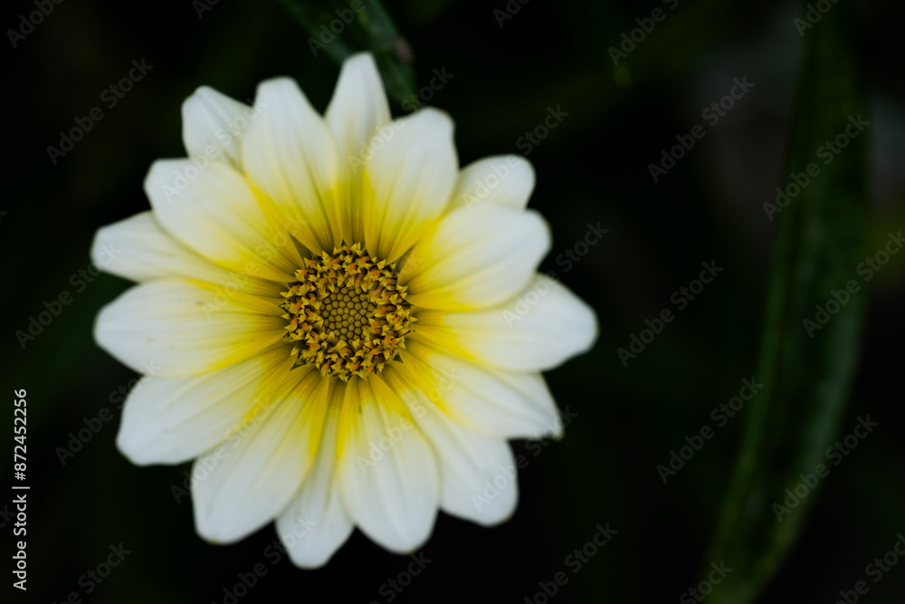 Fototapeta premium 木陰の白い花