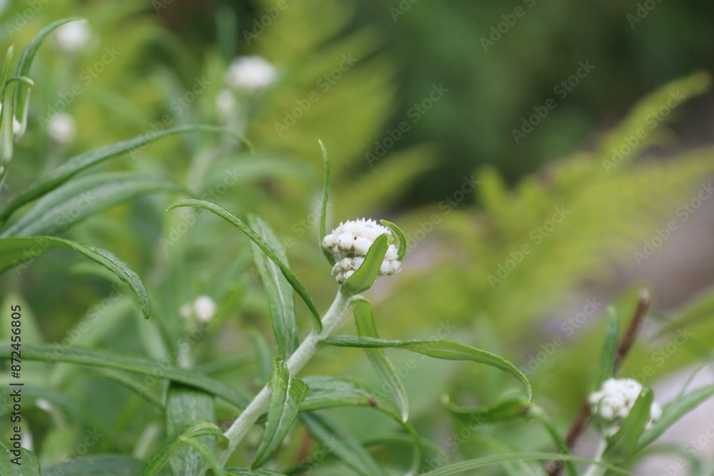 夏の千畳敷カールに咲く高山植物。ヤマハハコ。

