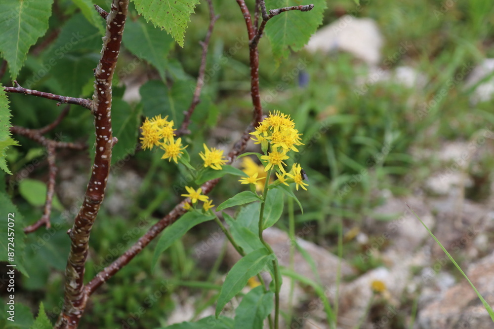 夏の千畳敷カールに咲く高山植物。ミヤマアキノキリンソウ。
夏の千畳敷カールに咲く高山植物。ミヤマアキノキリンソウ。