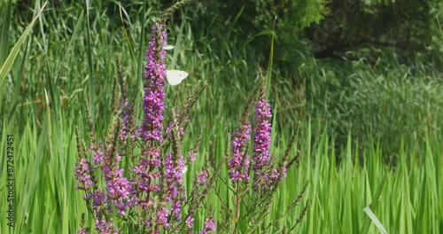 White butterflies flutter around purple flowers in a garden.
