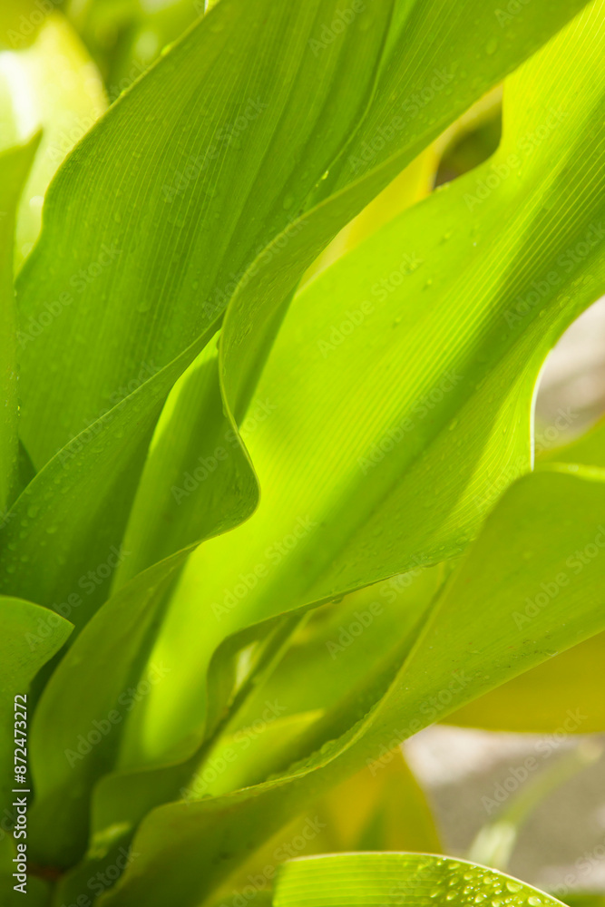 Tropical green leaf background, environmental closeup Tropical green leaf background, environmental closeup