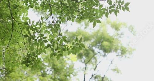 The leaves sway in the wind.