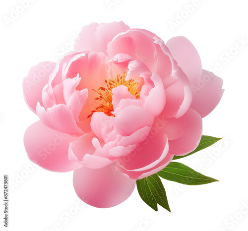 pink peony isolated on white