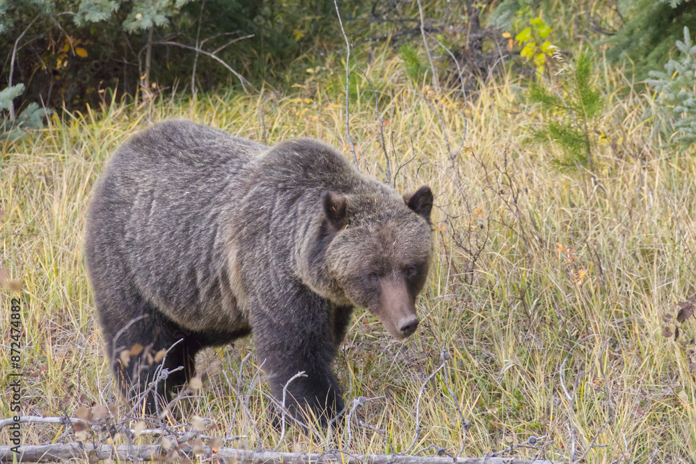 Fototapeta premium A Grizzly Bear Sighting in the Forest
