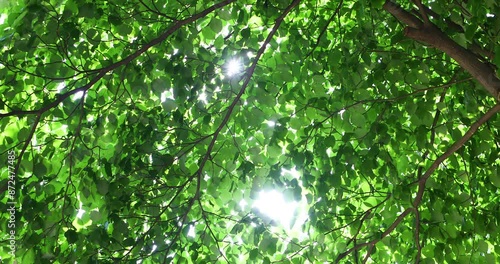 Bright yellow sun shines through green tree.