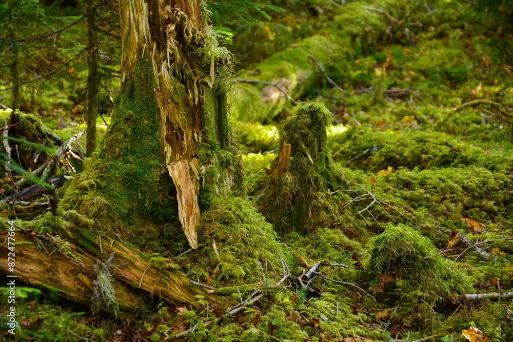 鳳凰山の木々と苔