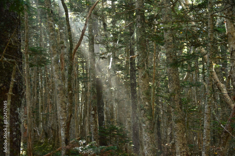 Fototapeta premium 鳳凰山の木々に差し込む日差し
