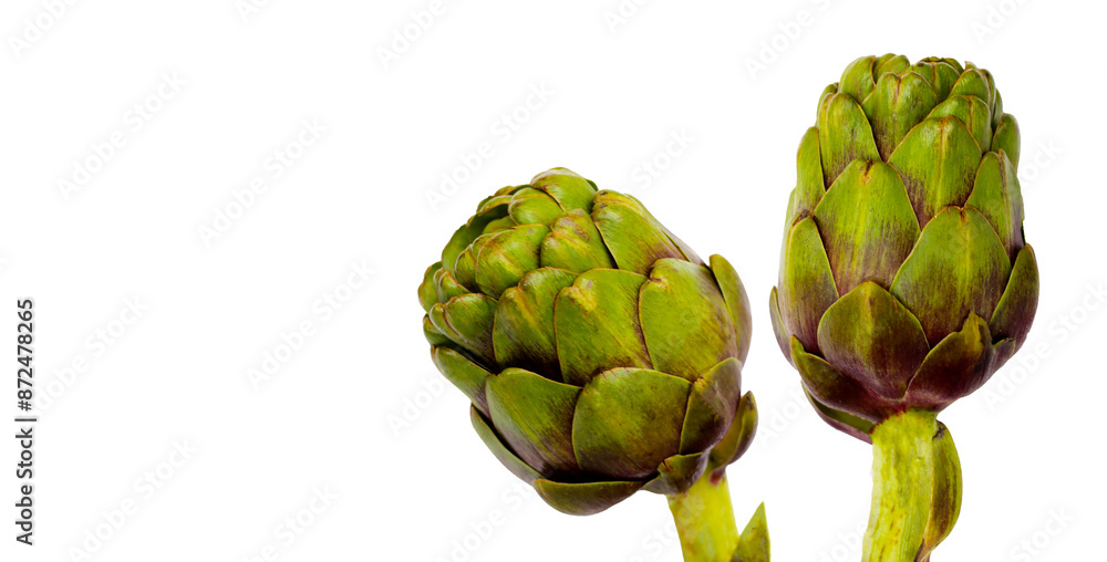 Fototapeta premium Purple artichoke on white background.