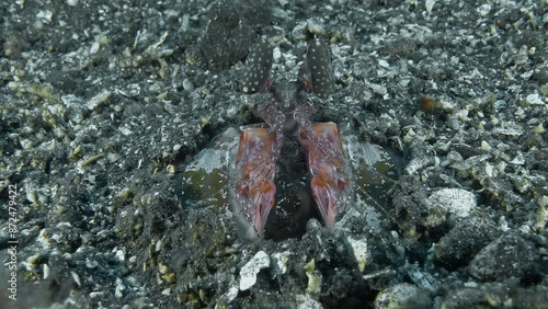 The shrimp has dug a burrow on the sandy bottom of the sea among the stones and is sitting in it. She carefully observes the surrounding area. Mantis shrimp (Lysiosquillina lisa) 32 cm. photo