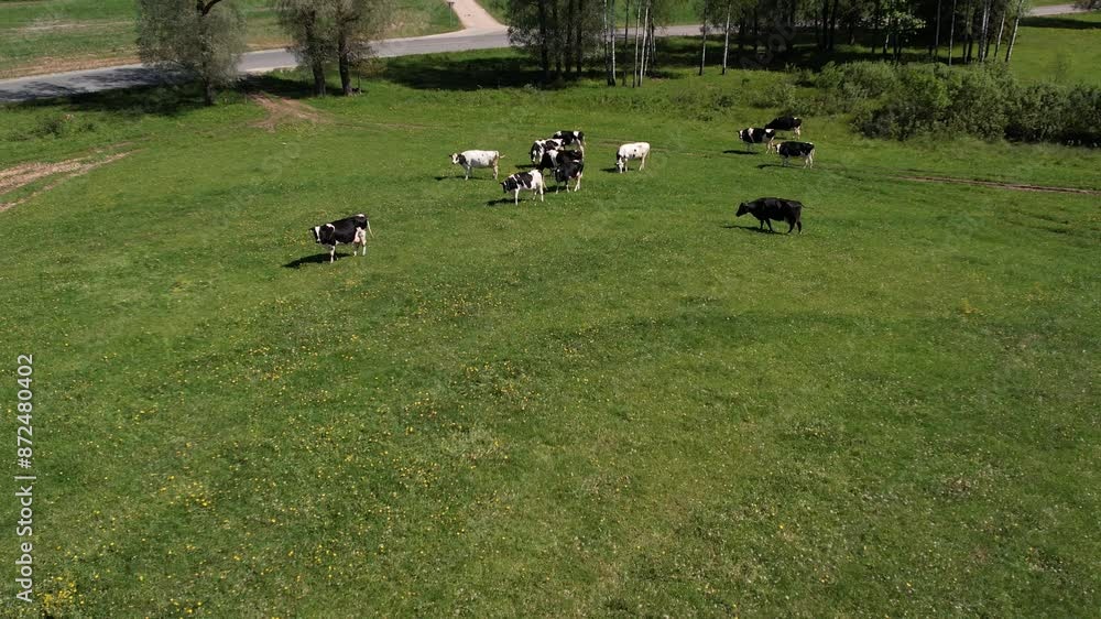 A drone captures an aerial view of cows grazing peacefully in a lush green meadow, highlighting the serene rural landscape and open fields A drone captures an aerial view of cows grazing peacefully in a lush green meadow, highlighting the serene rural landscape and open fields