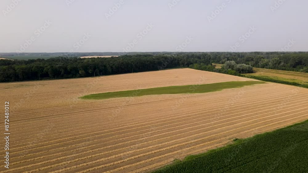 A large golden grain field with a green patch and surrounding forest, summer day, aerial view A large golden grain field with a green patch and surrounding forest, summer day, aerial view