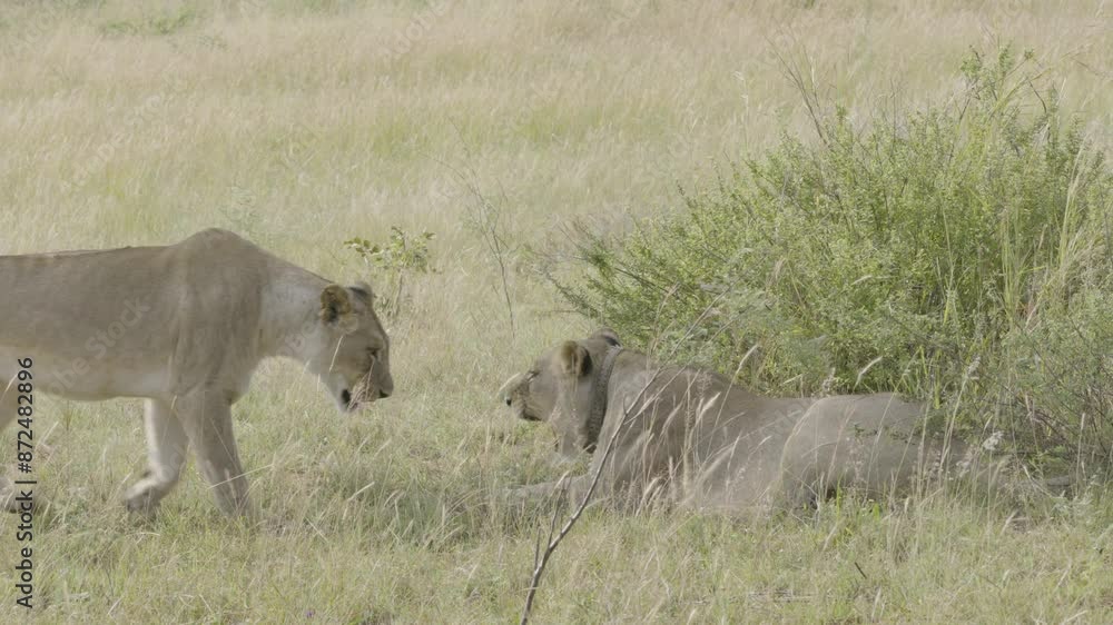 One Lion Resting in Shade as Another Lion Approaches and Lays Down With Them One Lion Resting in Shade as Another Lion Approaches and Lays Down With Them