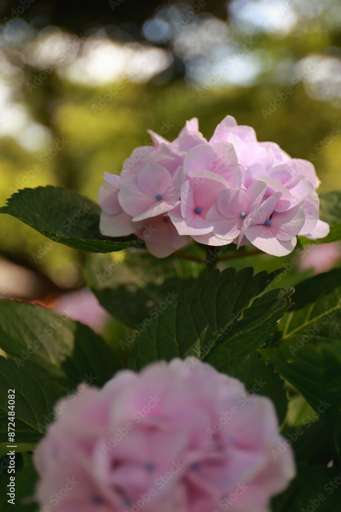 Obraz premium 紫陽花