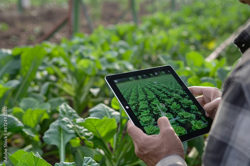 Farmer using a tablet for real-time crop management Farmer using a tablet for real-time crop management