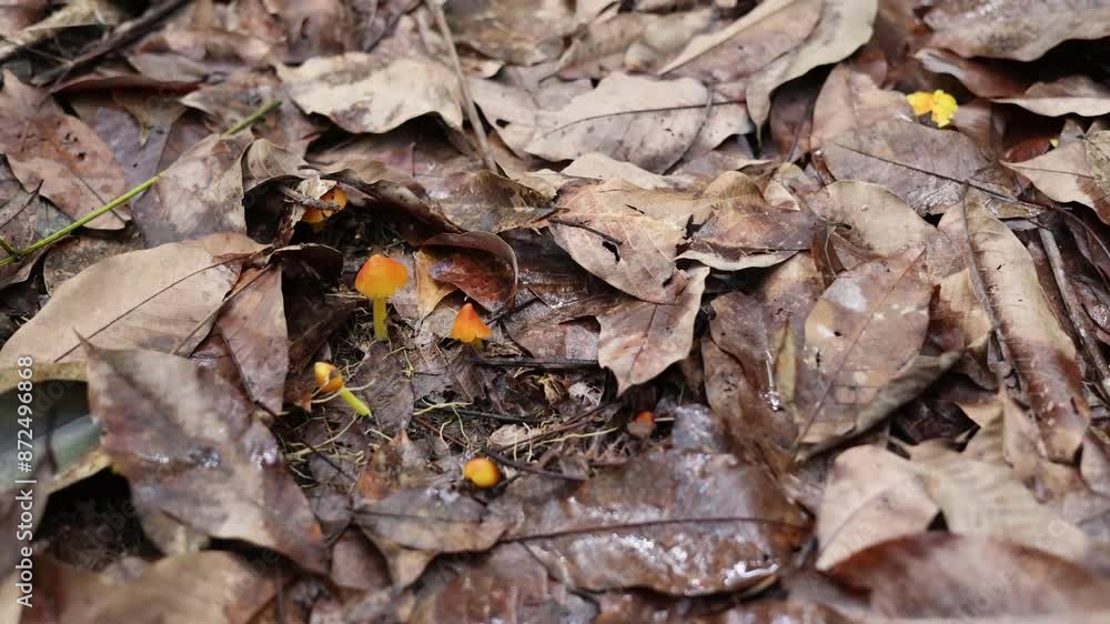 bright orange mushrooms Emerging from a pile of brown fallen dry leaves.(witch's hat, conical wax cap, or conical slimy cap, hygrocybe conica mushroom). bright orange mushrooms Emerging from a pile of brown fallen dry leaves.(witch's hat, conical wax cap, or conical slimy cap, hygrocybe conica mushroom).