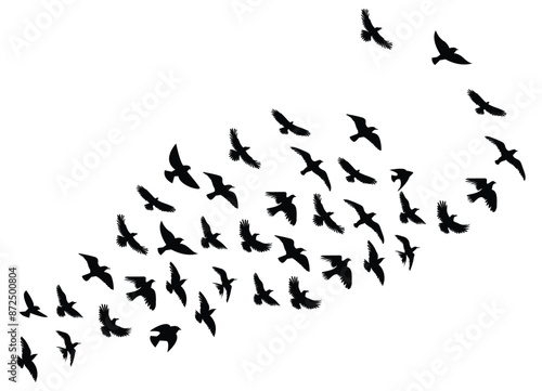flying birds group  silhouette illustration