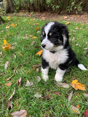 Puppy