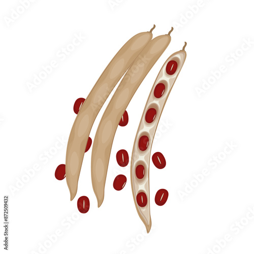 Vector illustration logo Clip art Red adzuki azuki beans Or red bean photo